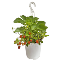 Fragaria Elsanta (aardbei) | 20 cm hangpot | Ca. 20 cm hoog | Sterke aardbeiplant voor balkon en terras