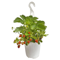 Fragaria Elsanta (aardbei) | 20 cm hangpot | Ca. 20 cm hoog | Sterke aardbeiplant voor balkon en terras