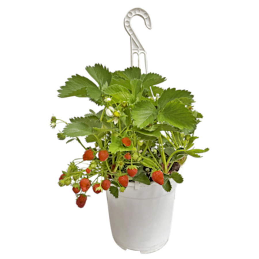 Fragaria Elsanta (aardbei) | 20 cm hangpot | Ca. 20 cm hoog | Sterke aardbeiplant voor balkon en terras