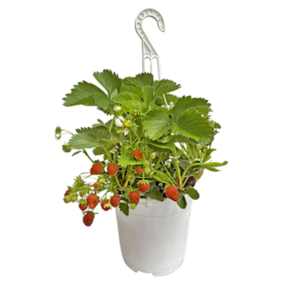 Fragaria Elsanta (aardbei) | 20 cm hangpot | Ca. 20 cm hoog | Sterke aardbeiplant voor balkon en terras