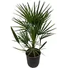 Chamaerops humilis | Europese dwergpalm | 14 cm pot | 110 cm hoog