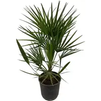 Chamaerops humilis (Europese dwergpalm) | 110 cm hoog | In 14 cm pot | Mediterrane wintergroene palm