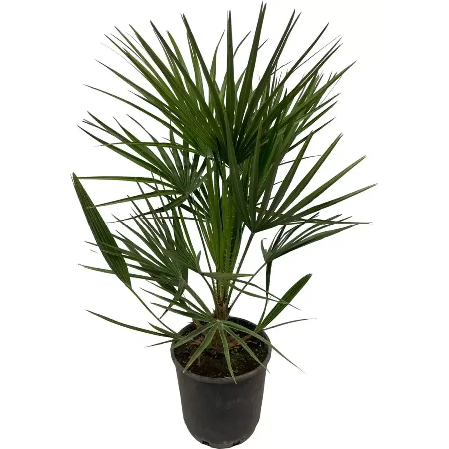 Chamaerops humilis (Europese dwergpalm) | 110 cm hoog | In 14 cm pot | Mediterrane wintergroene palm