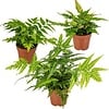 Gemengde buiten varens | 30 cm hoog | 14 cm pot | per stuk