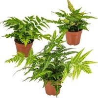 Gemengde buiten varens (diverse soorten) | 30 cm hoog bij levering | In 14 cm pot | Verkoop per stuk