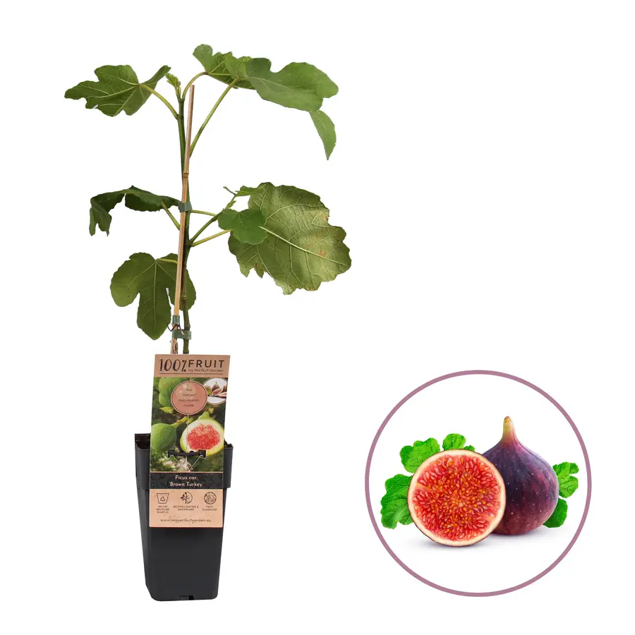Ficus carica 'Brown Turkey' vijgenboom | 50 cm hoog | In 12 cm pot | Winterharde vijg voor tuin en terras