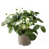 Fragaria Elsanta aardbei | ca. 20 cm hoog | In 15 cm pot | Sterke aardbeienplant voor tuin, balkon en terras