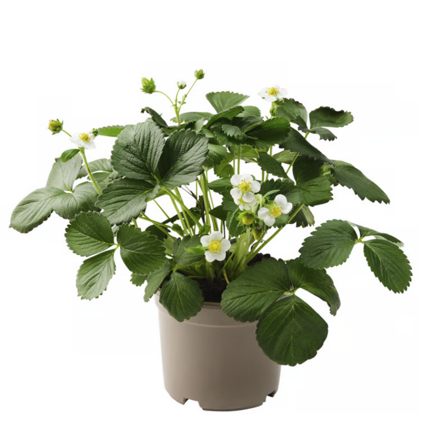 Fragaria Elsanta aardbei | ca. 20 cm hoog | In 15 cm pot | Sterke aardbeienplant voor tuin, balkon en terras