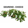 Pelargonium mixed odoriferous chocolade geur | 12 cm pot | ca. 20 cm hoog | verkoop per stuk