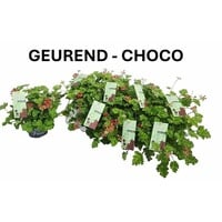 Pelargonium mixed odoriferous (geurende geranium) chocolade geur | 12 cm pot | ca. 20 cm hoog bij levering | Verkoop per stuk