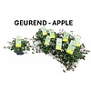 Pelargonium mixed odoriferous appelgeur | 12 cm pot | ca. 20 cm hoog | verkoop per stuk