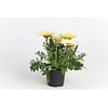 Gazania rigens Kiss White | 25 cm hoog | 12 cm pot