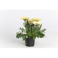 Gazania rigens Kiss White | Middaggoud met witte bloemen | 25 cm hoog | 12 cm pot