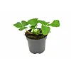 Fragaria Elsanta | aardbei | 10 cm pot | 15 cm hoog