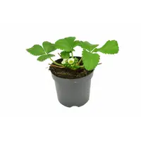 Fragaria Elsanta aardbei | 15 cm hoog | In 10 cm pot | Sterke aardbeiplant voor tuin, balkon en terras