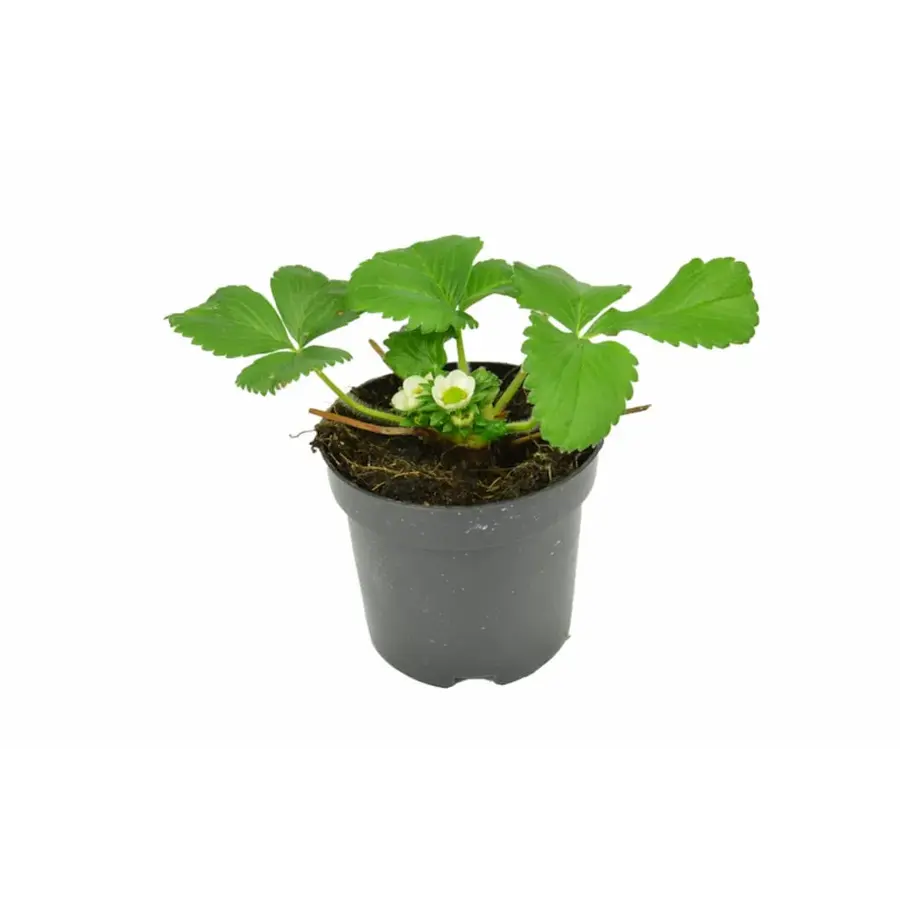 Fragaria Elsanta aardbei | 15 cm hoog | In 10 cm pot | Sterke aardbeiplant voor tuin, balkon en terras