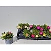 Dorotheanthus ijsbloem | 12 cm pot | 12 cm hoog