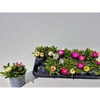 Dorotheanthus ijsbloem | 12 cm hoog | in 12 cm pot | kleurrijke eenjarige zomerbloeier