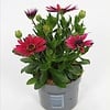 Osteospermum Flowerpower Red | 20 cm hoog | 10 cm pot