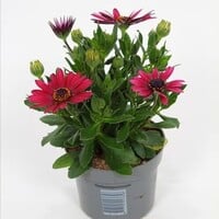 Osteospermum Flowerpower Red | Spaanse margriet | 20 cm hoog | In 10 cm pot | Rode zomerbloeier