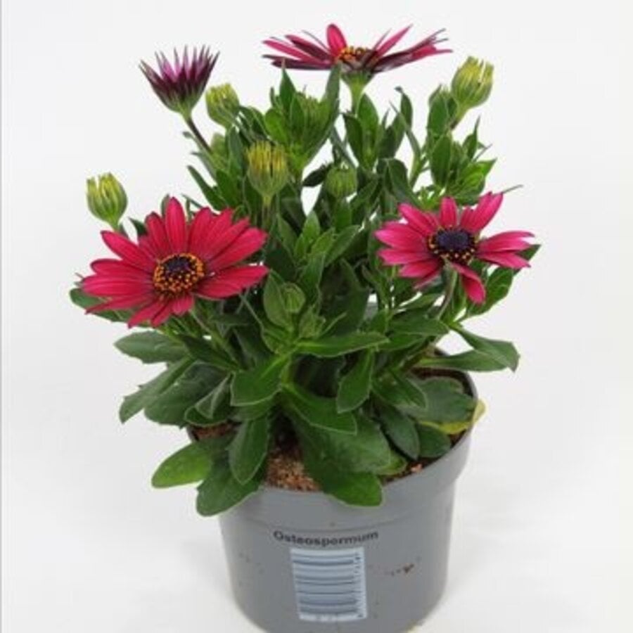 Osteospermum Flowerpower Red | Spaanse margriet | 20 cm hoog | In 10 cm pot | Rode zomerbloeier