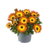 Osteospermum Flowerpower oranje | 10 cm pot | 20 cm hoog
