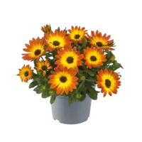 Osteospermum Flowerpower oranje | Spaanse margriet | 20 cm hoog | In 10 cm pot | Zomerbloeier voor balkon en terras
