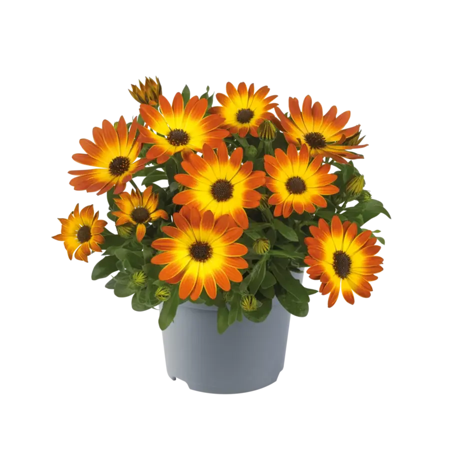 Osteospermum Flowerpower oranje | Spaanse margriet | 20 cm hoog | In 10 cm pot | Zomerbloeier voor balkon en terras