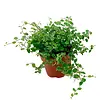 Ficus pumila 'White Sunny' | terrariumplant en kamerplant | 12 cm pot | ca. 15 cm hoog