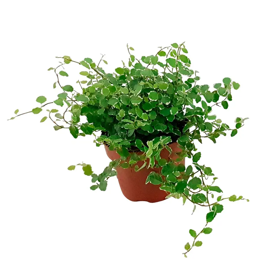 Ficus pumila 'White Sunny' | klimmende terrariumplant en kamerplant | 12 cm pot | ca. 15 cm hoog