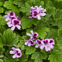 Pelargonium Orange Fizz geurende geranium | ca. 15 tot 20 cm hoog | In 10 cm pot | Citrusgeur en natuurlijke afweer tegen muggen