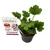 Pelargonium Orange Fizz | geurende geranium | ca. 15 tot 20 cm hoog | 10 cm pot