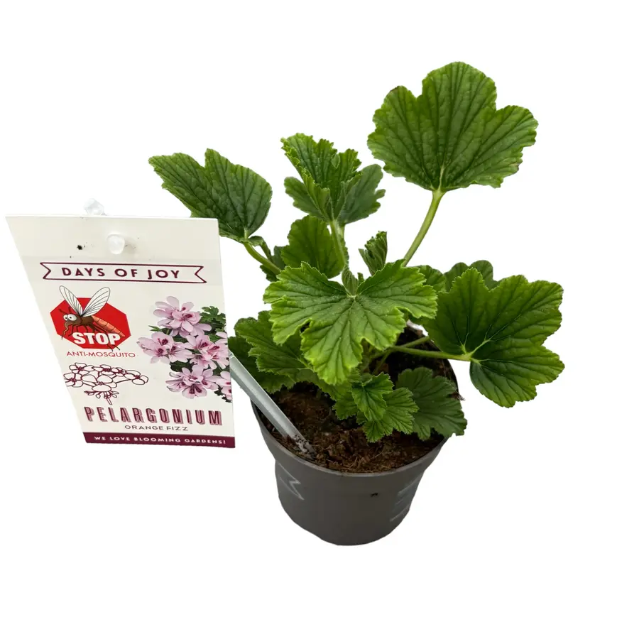 Pelargonium Orange Fizz geurende geranium | ca. 15 tot 20 cm hoog | In 10 cm pot | Citrusgeur en natuurlijke afweer tegen muggen