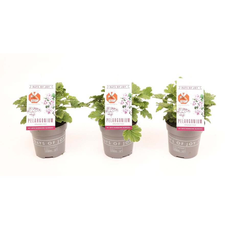 Pelargonium Orange Fizz geurende geranium | ca. 15 tot 20 cm hoog | In 10 cm pot | Citrusgeur en natuurlijke afweer tegen muggen