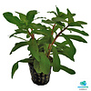 Ammania Gracilis | In 5cm pot