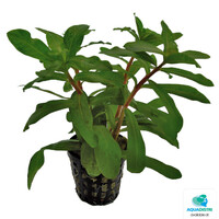 Ammania Gracilis | In 5cm pot