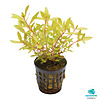 Ammania Pedicellata Gold | In 5cm pot