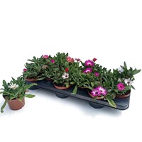 IJsbloemen mix Dorotheanthus bellidiformis | gemengde kleuren | ca. 5 tot 10 cm hoog | 10 cm pot | verkoop per stuk
