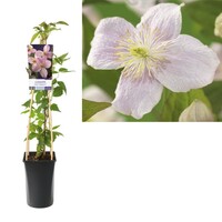 Clematis montana Mayleen | roze bosrank | 50 cm hoog | 12 cm pot | krachtige klimplant
