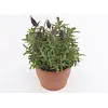 Lavandula angustifolia 'Cleo Patio' | 25 cm hoog | 12 cm pot