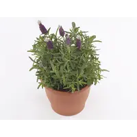 Lavandula angustifolia 'Cleo Patio' | Compacte lavendel | 25 cm hoog | In 12 cm pot