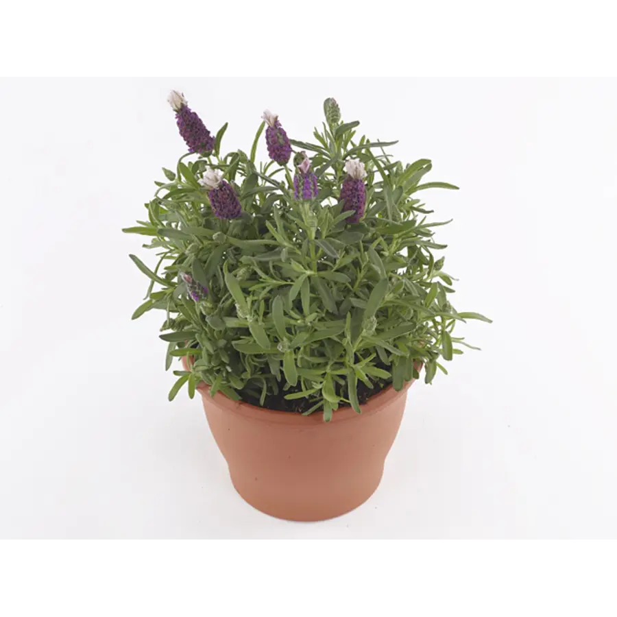 Lavandula angustifolia 'Cleo Patio' | Compacte lavendel | 25 cm hoog | In 12 cm pot