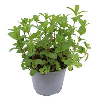 Mentha spicata Munt | 25 cm hoog | In 14 cm pot | Frisse aromatische kruidenplant