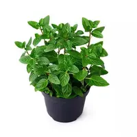 Mentha piperita pepermunt plant | 25 cm hoog | In 14 cm pot | Aromatische kruidenplant