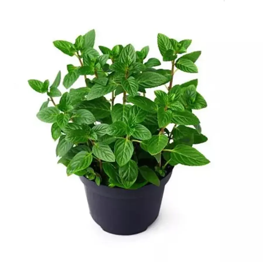 Mentha piperita pepermunt plant | 25 cm hoog | In 14 cm pot | Aromatische kruidenplant