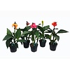 Canna Cannova gemengde kleuren | per stuk | 35 tot 45 cm hoog | 17 cm pot