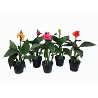 Canna Cannova gemengde kleuren | verkoop per stuk | bij meerdere stuks zo veel mogelijk kleuren | 17 cm pot | ca. 35 tot 45 cm hoog