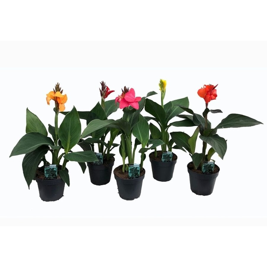 Canna Cannova gemengde kleuren | verkoop per stuk | bij meerdere stuks zo veel mogelijk kleuren | 17 cm pot | ca. 35 tot 45 cm hoog