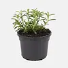 Satureja montana 'Aromakissen' BIO | Bergbonenkruid | 15 cm hoog | 12 cm pot
