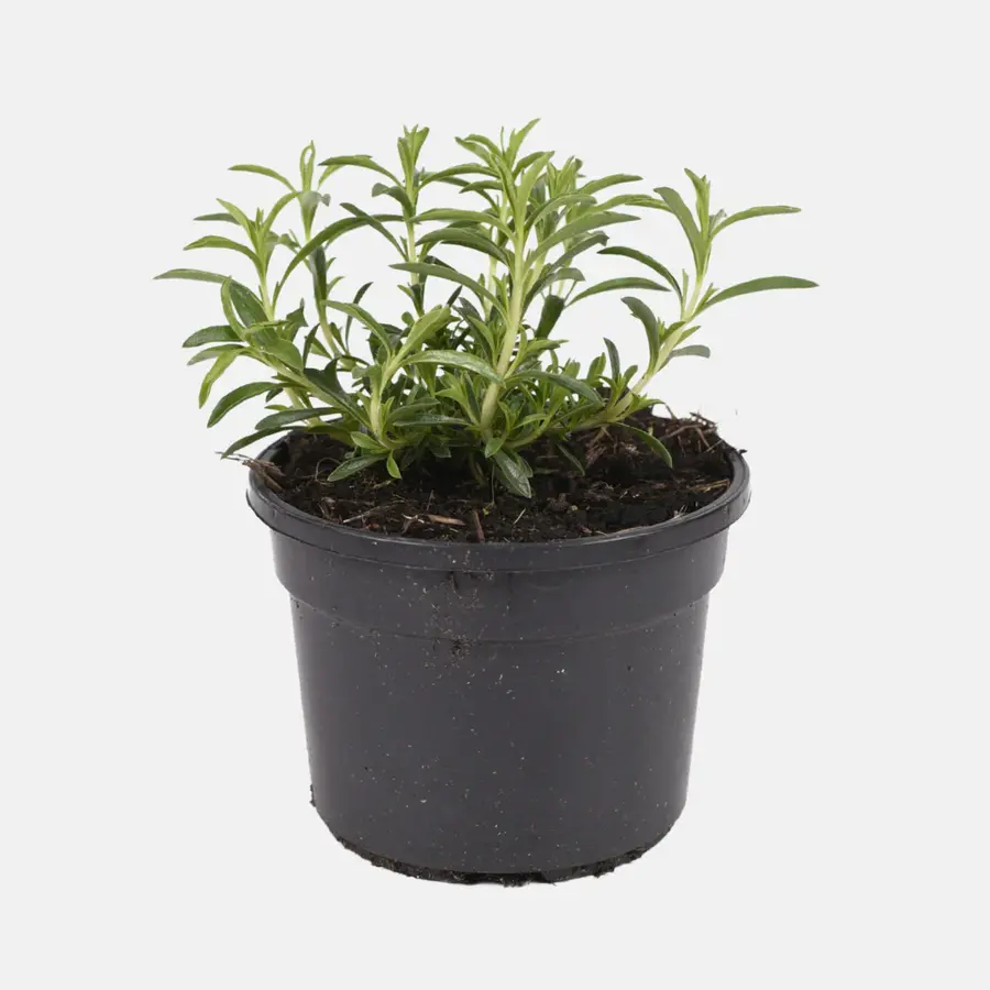 Satureja montana 'Aromakissen' BIO | Bergbonenkruid | ca. 15 cm hoog | In 12 cm pot | Compacte kruidenplant